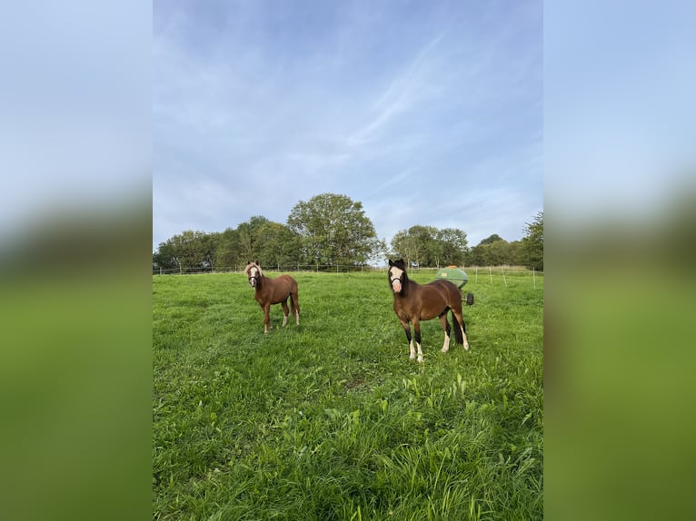 Welsh A (Mountain Pony) Stallion 3 years 11 hh Chestnut-Red in Ulrichstein