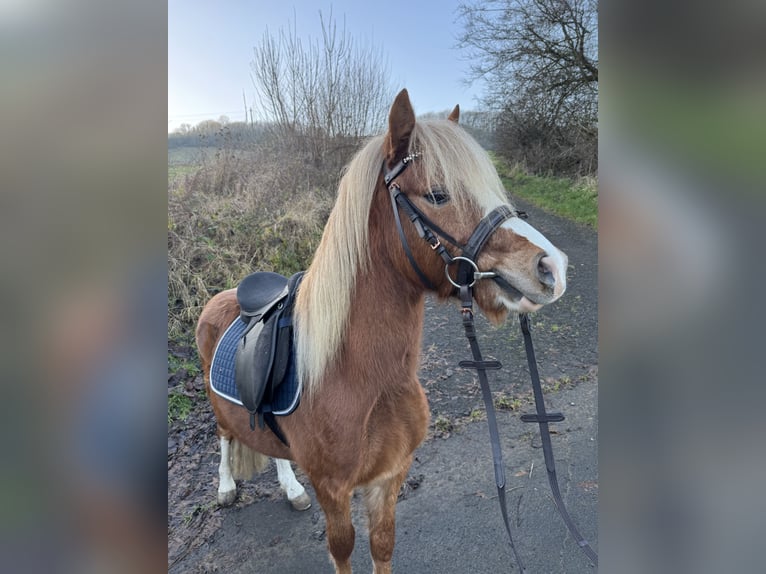 Welsh A (Mountain Pony) Stallion 3 years 11 hh Chestnut-Red in Ulrichstein