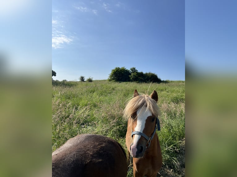 Welsh A (Mountain Pony) Stallion 3 years 11 hh Chestnut-Red in Ulrichstein