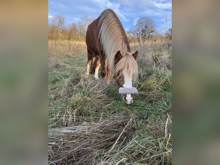 Welsh A (Mountain Pony) Stallion 3 years 11 hh Chestnut-Red in Ulrichstein