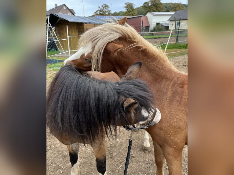 Welsh A (Mountain Pony) Stallion 3 years 11 hh Chestnut-Red in Ulrichstein