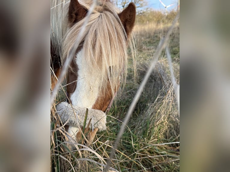 Welsh A (Mountain Pony) Stallion 3 years 11 hh Chestnut-Red in Ulrichstein