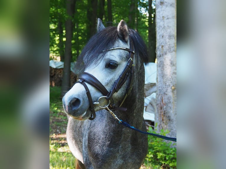 Welsh A (Mountain Pony) Stallion 4 years 11,1 hh Gray in Graz