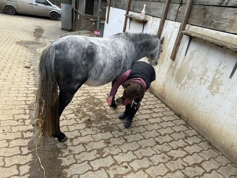 Welsh A (Mountain Pony) Stallion 4 years 11,1 hh Gray in Graz