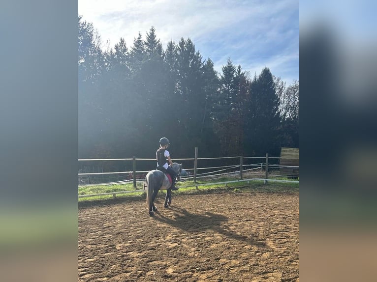 Welsh A (Mountain Pony) Stallion 4 years 11,1 hh Gray in Graz