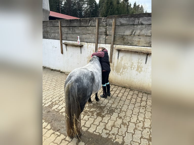 Welsh A (Mountain Pony) Stallion 4 years 11,1 hh Gray in Graz