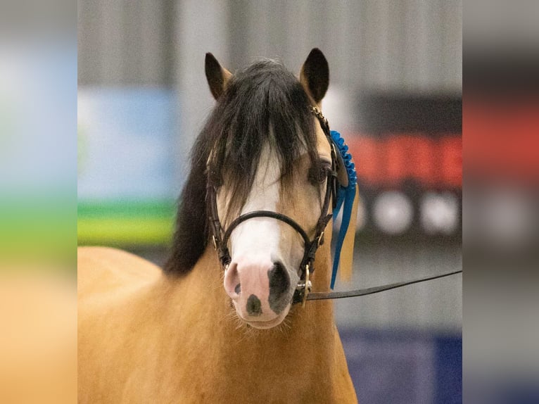 Welsh A (Mountain Pony) Stallion 4 years 12 hh Buckskin in Wildeshausen