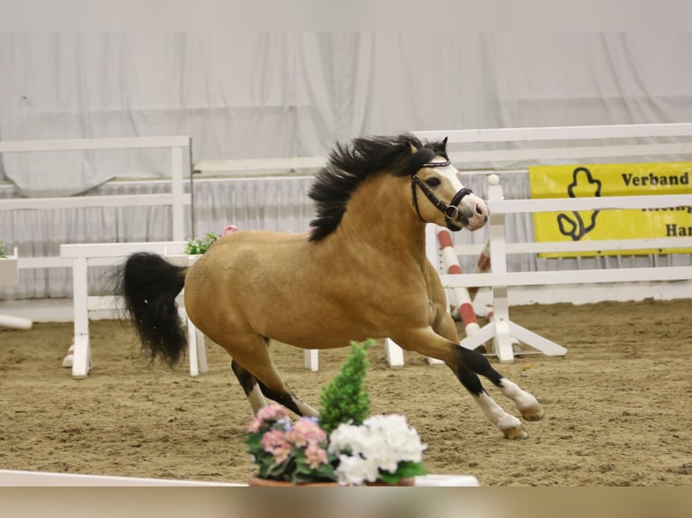 Welsh A (Mountain Pony) Stallion 4 years 12 hh Buckskin in Wildeshausen