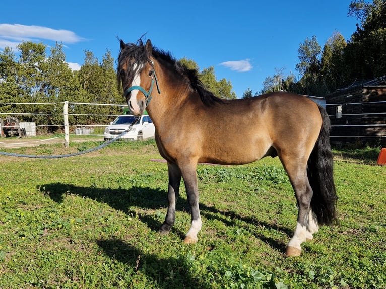 Welsh A (Mountain Pony) Stallion 5 years 11,2 hh Brown in Elne