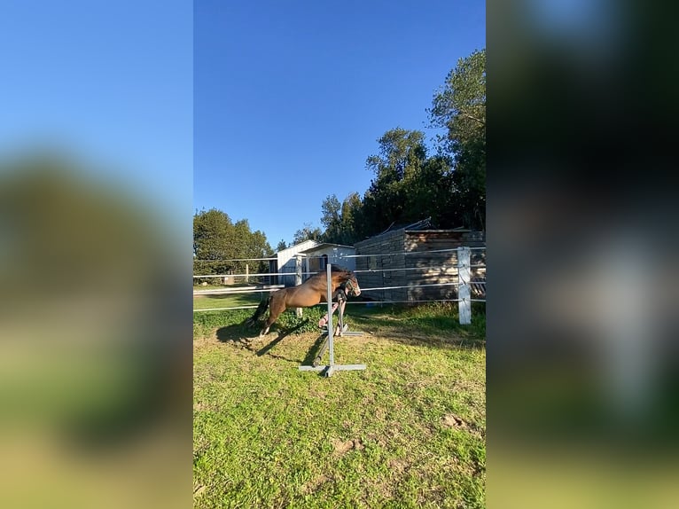 Welsh A (Mountain Pony) Stallion 5 years 11,2 hh Brown in Elne