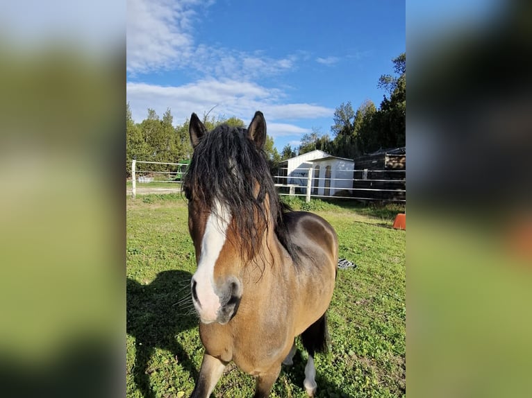 Welsh A (Mountain Pony) Stallion 5 years 11,2 hh Brown in Elne