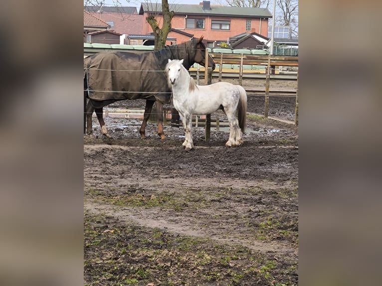 Welsh A (Mountain Pony) Stallion 5 years 11,2 hh Gray-Dapple in Heusden-Zolder