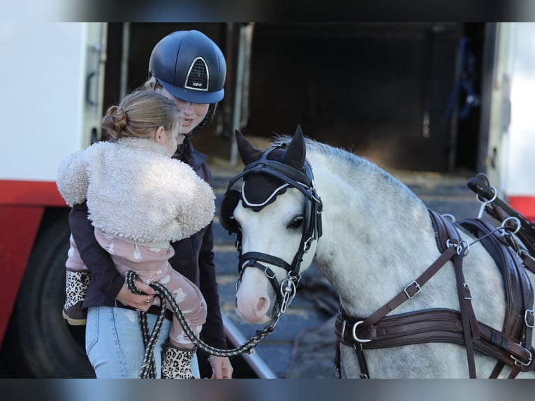 Welsh A (Mountain Pony) Stallion 5 years 11,2 hh Gray in Aalten