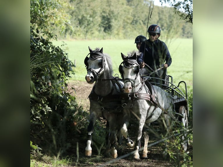 Welsh A (Mountain Pony) Stallion 5 years 11,2 hh Gray in Aalten