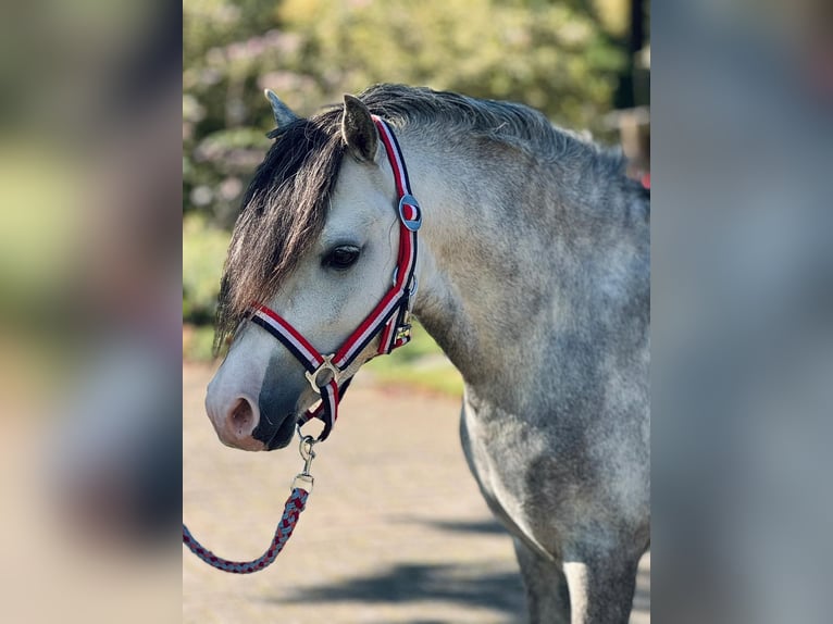 Welsh A (Mountain Pony) Stallion 5 years 11,2 hh Gray in Aalten