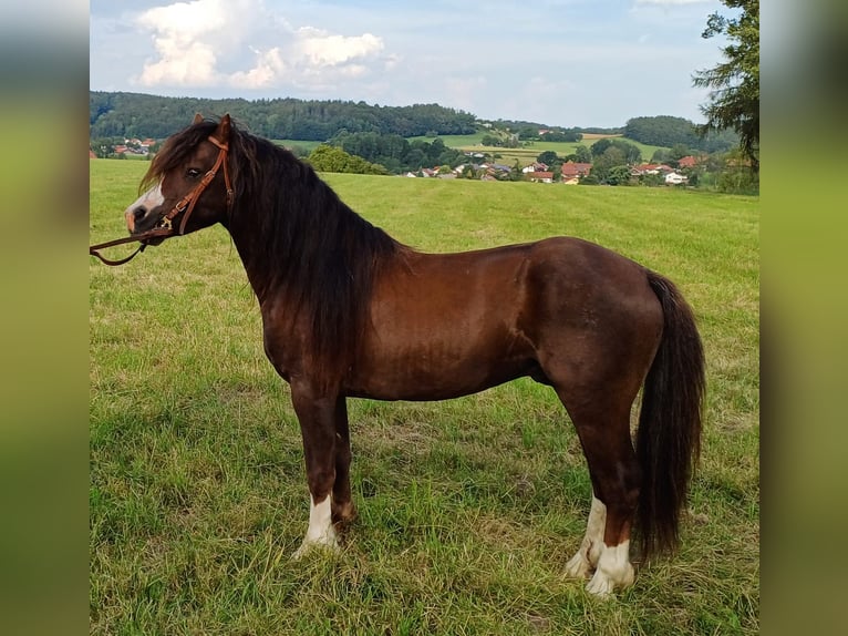 Welsh A (Mountain Pony) Stallion 7 years 10,2 hh Chestnut in Glonn