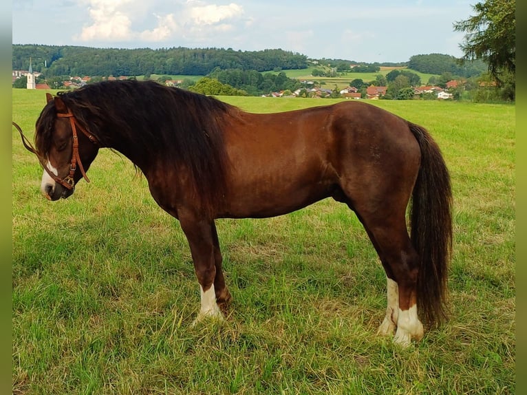 Welsh A (Mountain Pony) Stallion 7 years 10,2 hh Chestnut in Glonn