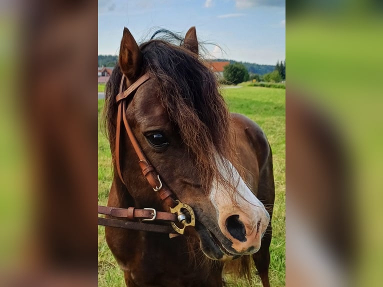 Welsh A (Mountain Pony) Stallion 7 years 10,2 hh Chestnut in Glonn