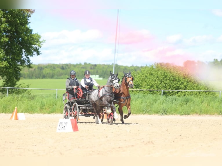 Welsh A (Mountain Pony) Stallion 7 years 12 hh Gray in Gemünden (Felda)