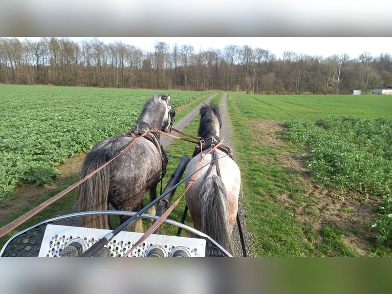 Welsh A (Mountain Pony) Stallion 7 years 12 hh Gray in Gemünden (Felda)