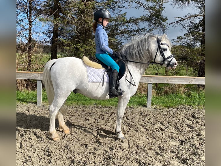 Welsh A (Mountain Pony) Stallion 8 years Gray in Süderlügum