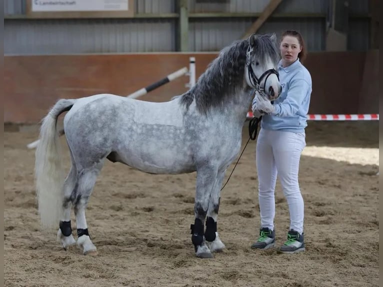 Welsh A (Mountain Pony) Stallion 8 years Gray in Süderlügum
