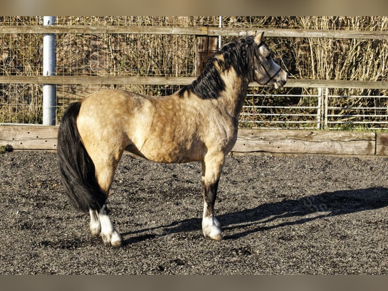 Welsh A (Mountain Pony) Stallion Dun in Meerbusch