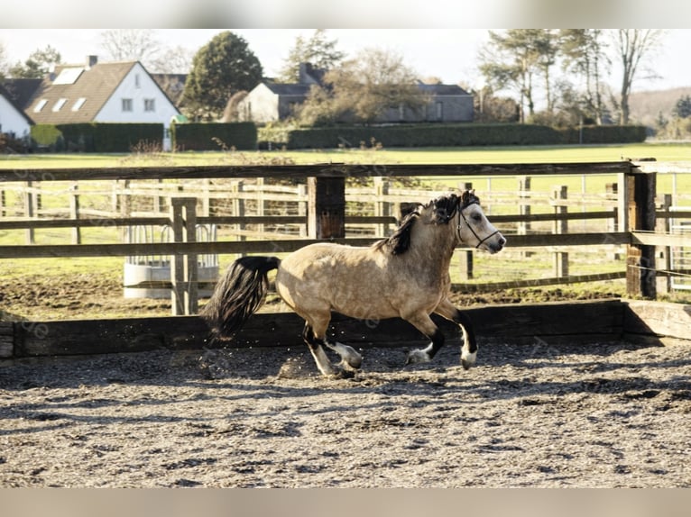 Welsh A (Mountain Pony) Stallion Dun in Meerbusch