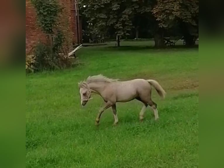 Welsh A (Mountain Pony) Stallion Foal (05/2024) 11,2 hh in Ennigerloh