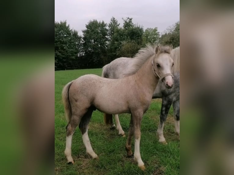 Welsh A (Mountain Pony) Stallion Foal (05/2024) 11,2 hh in Ennigerloh