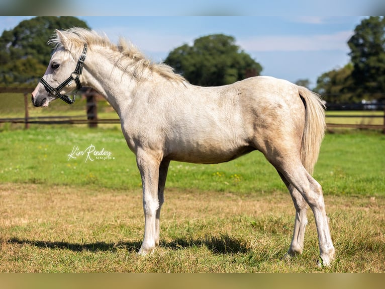 Welsh A (Mountain Pony) Stallion Foal (04/2024) 11,2 hh Gray in Kessel