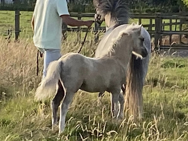 Welsh A (Mountain Pony) Stallion Foal (04/2024) 11,2 hh Palomino in MALDEGEM