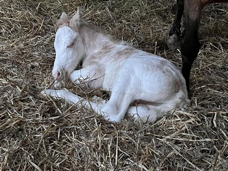 Welsh A (Mountain Pony) Mix Stallion Foal (05/2024) 11,2 hh White in Marl