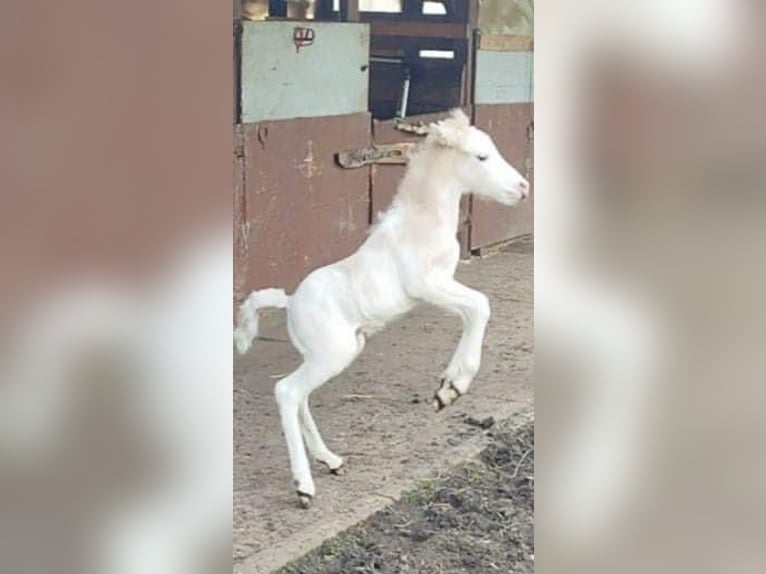 Welsh A (Mountain Pony) Mix Stallion Foal (05/2024) 11,2 hh White in Marl