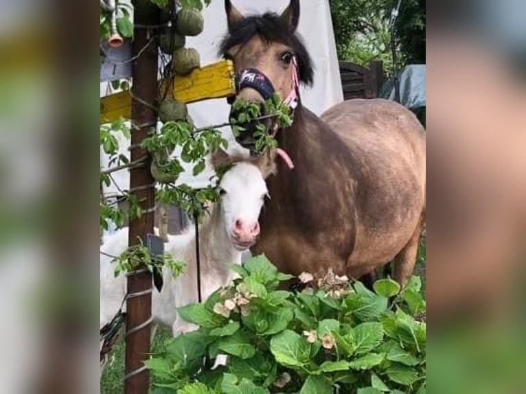 Welsh A (Mountain Pony) Mix Stallion Foal (05/2024) 11,2 hh White in Marl