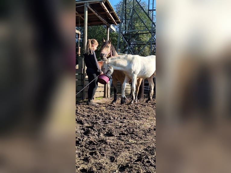 Welsh A (Mountain Pony) Mix Stallion Foal (05/2024) 11,2 hh White in Marl