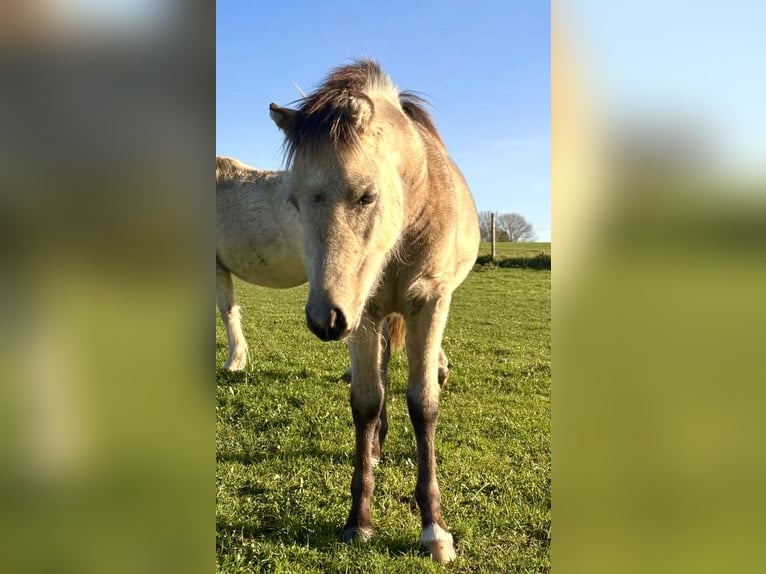 Welsh A (Mountain Pony) Mix Stallion Foal (04/2024) 13,1 hh Buckskin in Haverlah