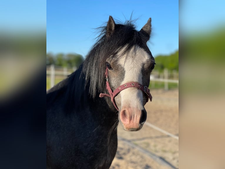 Welsh A (Mountain Pony) Stallion Gray in Valthe