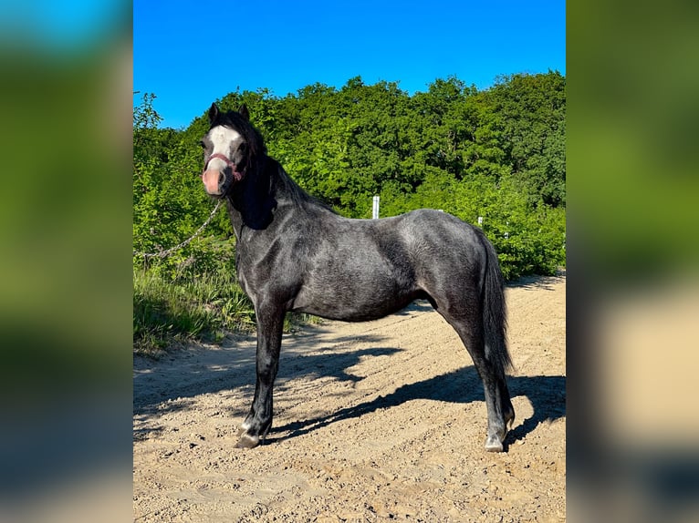 Welsh A (Mountain Pony) Stallion Gray in Valthe