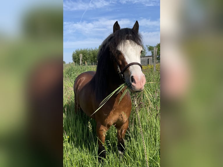 Welsh A (Mountain Pony) Stallion Smoky-Black in Outer