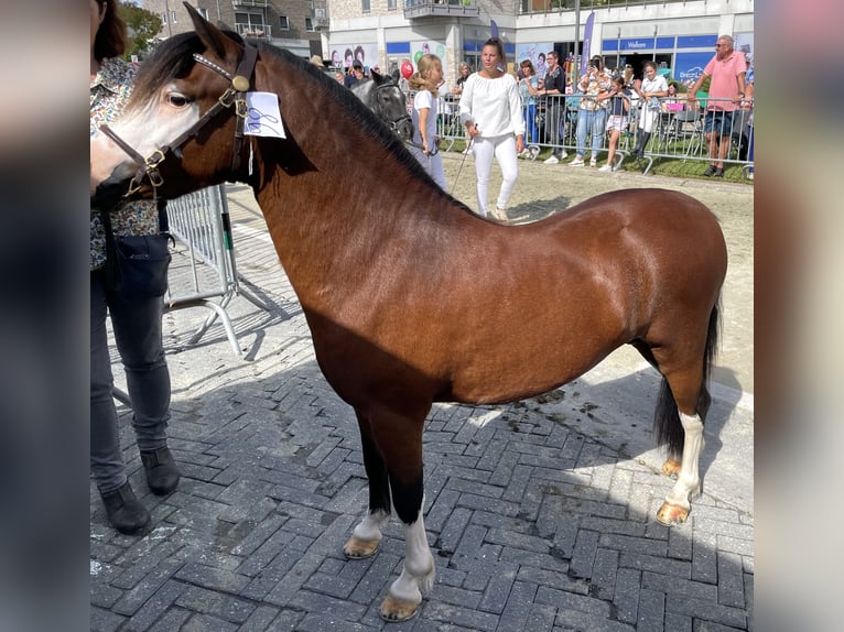 Welsh A (Mountain Pony) Stallion Smoky-Black in Outer