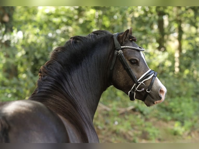 Welsh A (Mountainponny) Hingst 2 år 116 cm Black in Aalten