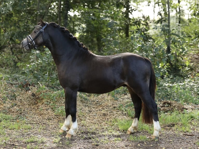 Welsh A (Mountainponny) Hingst 2 år 116 cm Black in Aalten