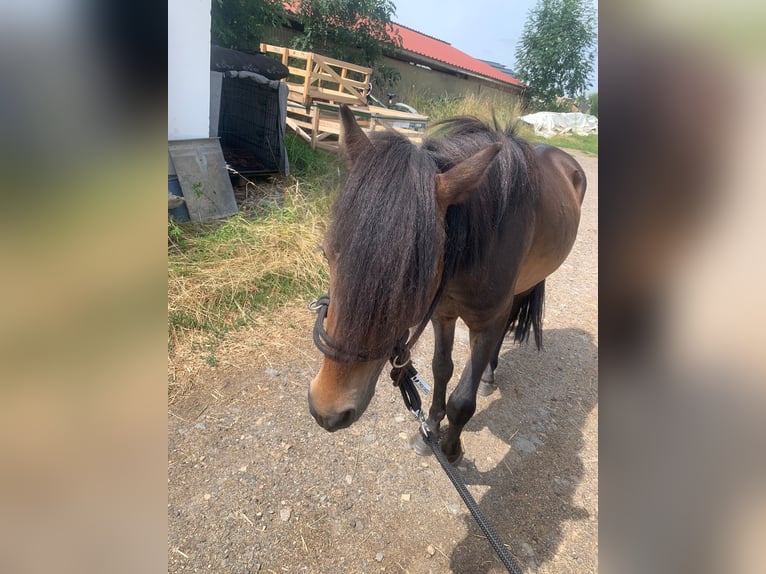 Welsh A (Mountainponny) Blandning Hingst 2 år 117 cm Mörkbrun in Frankenberg/Sachsen