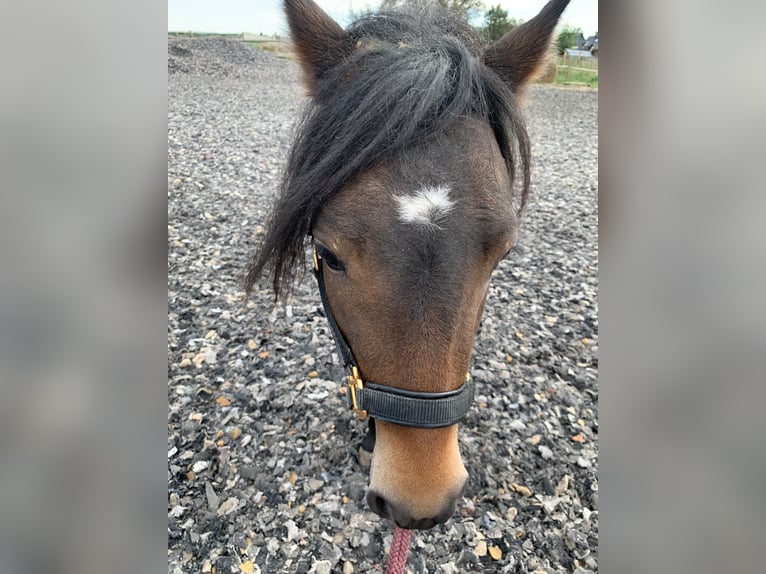 Welsh A (Mountainponny) Blandning Hingst 2 år 117 cm Mörkbrun in Frankenberg/Sachsen