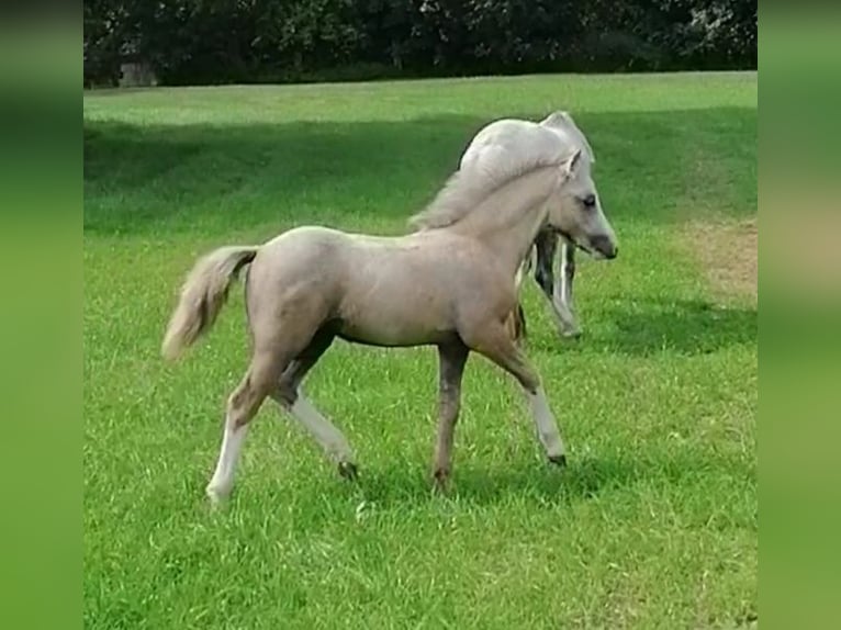 Welsh A (Mountainponny) Hingst Föl (05/2024) 120 cm in Ennigerloh