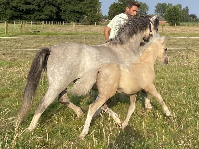 Welsh A (Mountainponny) Hingst Föl (04/2024) 120 cm Palomino in MALDEGEM