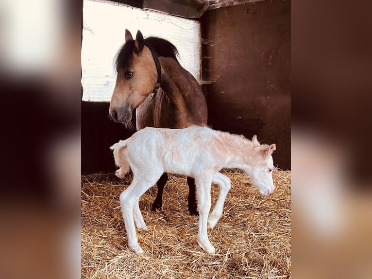 Welsh A (Mountainponny) Blandning Hingst Föl (05/2024) 120 cm Vit in Marl