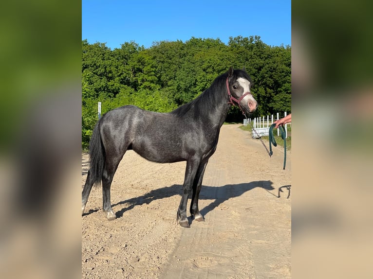 Welsh A (Mountainponny) Hingst Grå in Valthe