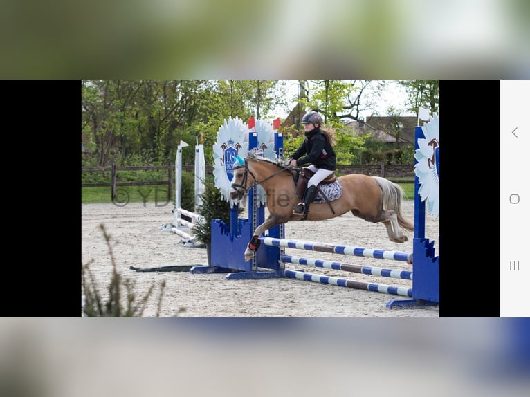 Welsh A (Mountainponny) Sto 10 år 114 cm Palomino in Minderhout